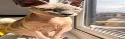 Sphynx cats for sale: Mother and daughter sphnyx - Advert 5