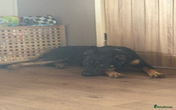 Mixed Breed dogs for sale: Dutch/german Shepard  - Image 3