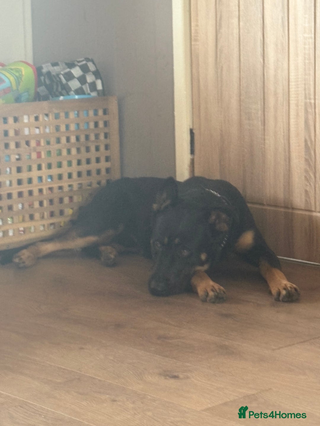 Mixed Breed dogs for sale: Dutch/german Shepard  - Image 3
