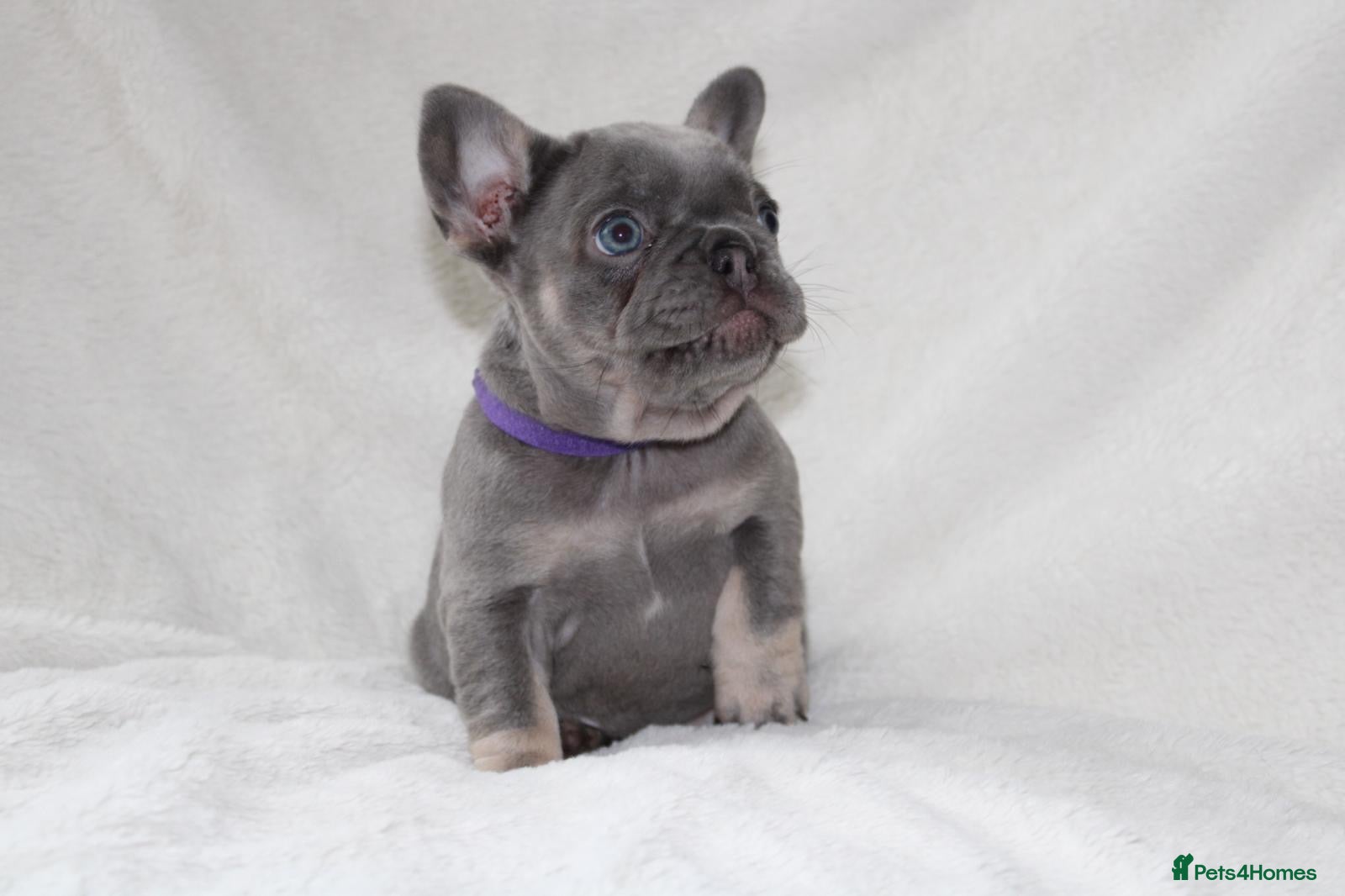 French Bulldog dogs 💜 READY NOW last 2 kc  frenchie girls 💜 - Advert 1