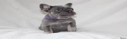 French Bulldog dogs for sale: 💜BLUEBELLE  THE LAST LITTLE BLUE GIRL 💜 - Advert 2