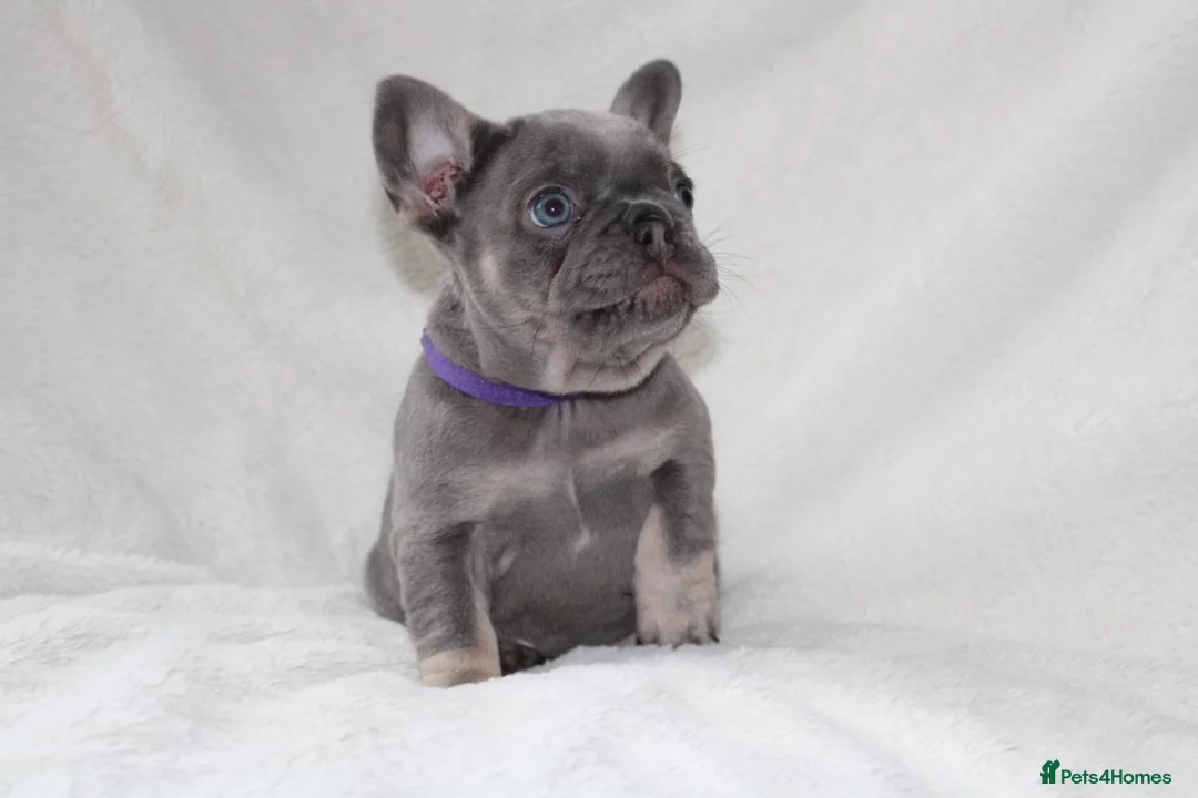 French Bulldog dogs for sale: 💜BLUEBELLE  THE LAST LITTLE BLUE GIRL 💜 - Advert 2