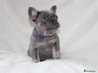 French Bulldog dogs 💜 READY NOW last 2 kc frenchie girls 💜 - Advert 1