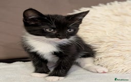Maine Coon cats for sale: Beautiful half maine coon kitten - Image 14