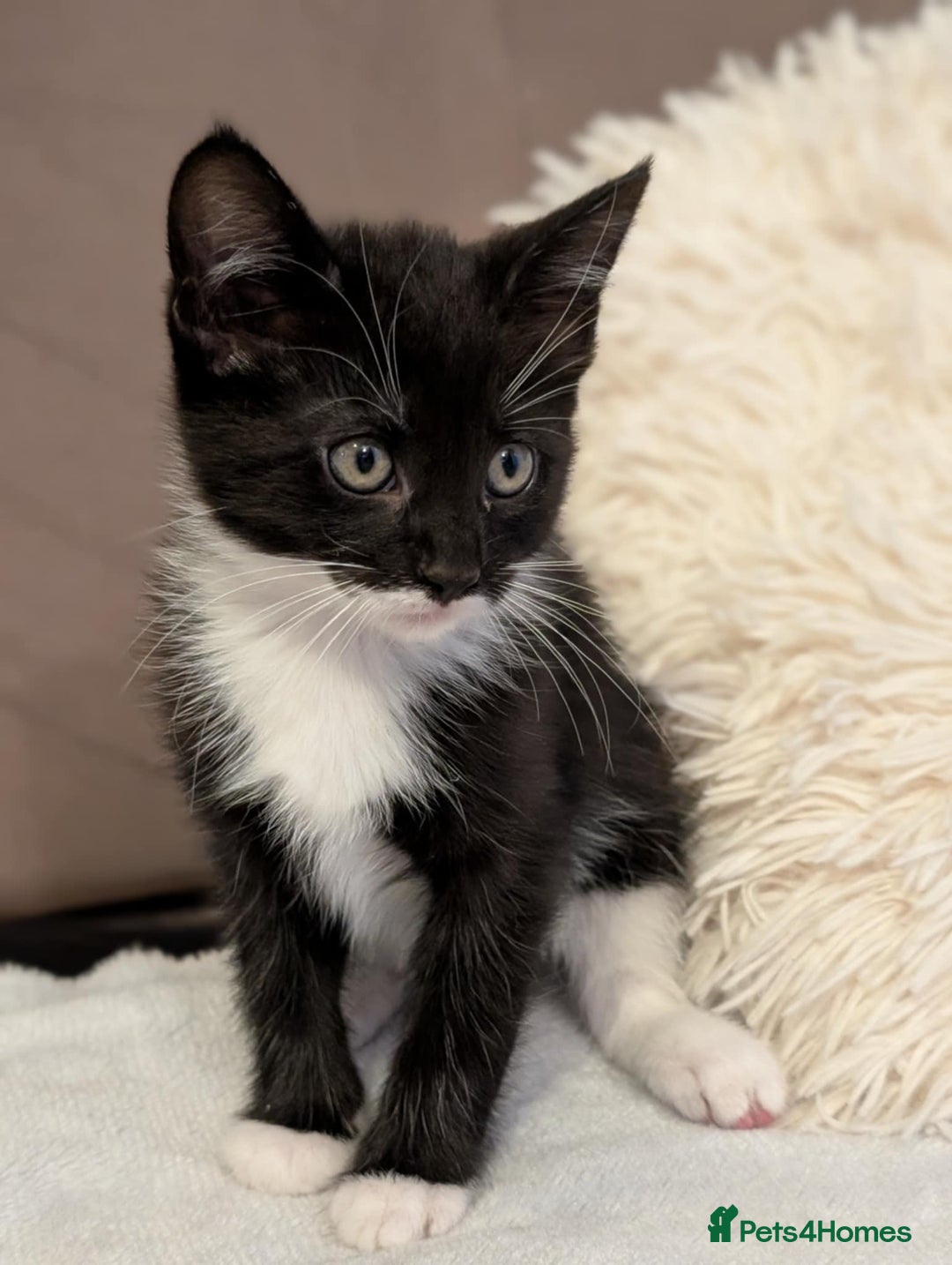 Maine Coon cats for sale: Beautiful half maine coon kitten - Image 14