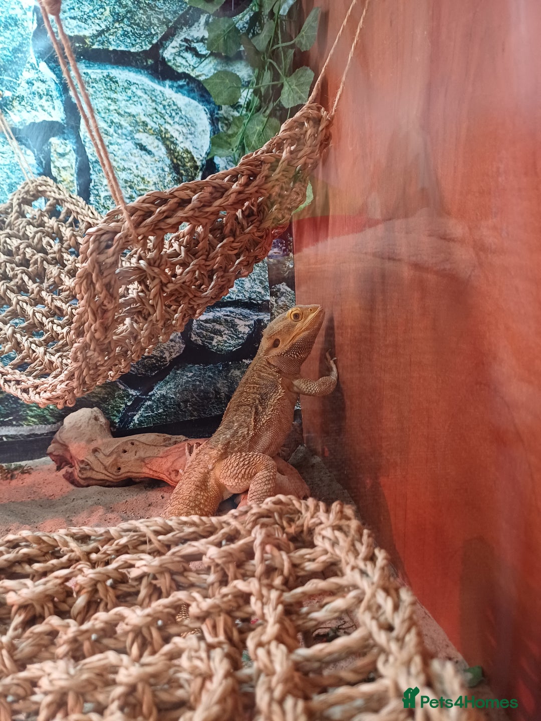 Bearded Dragon reptiles for sale: Harry the bearded dragon - Image 2