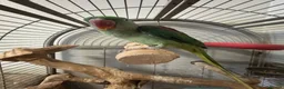 Parrots birds for sale: Alexander in Bolton - Advert 5