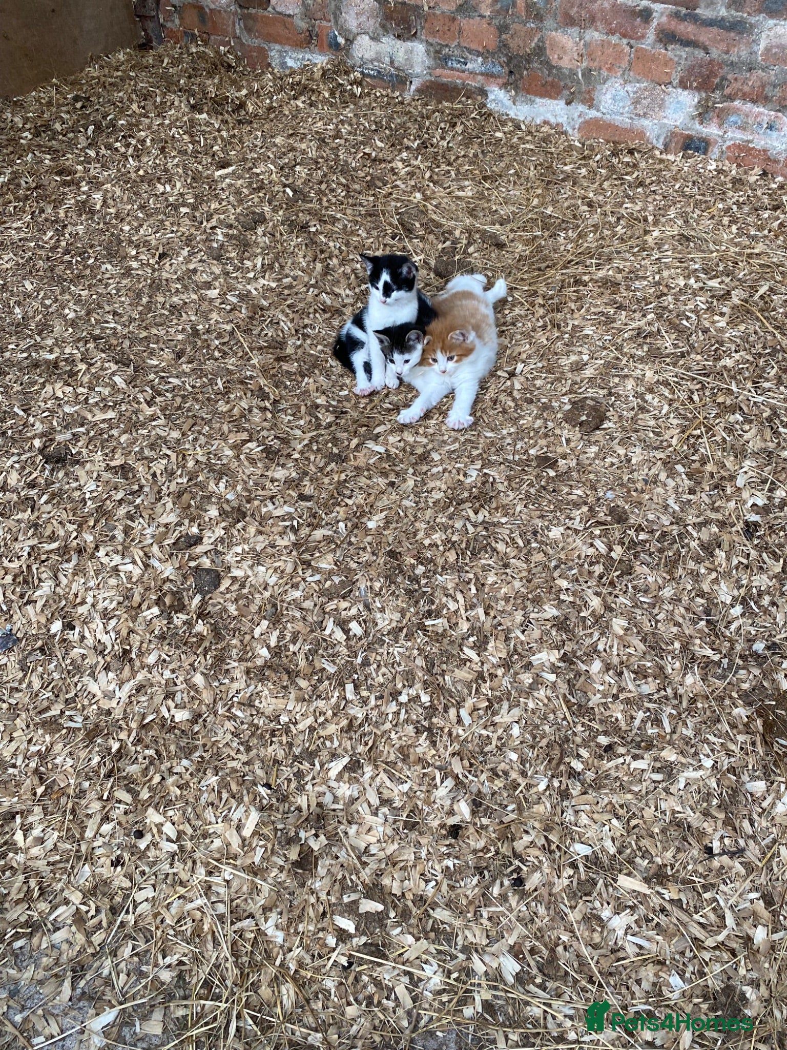 Mixed Breed cats Beautiful Kittens - Advert 4