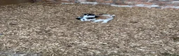 Mixed Breed cats for sale: Beautiful Kittens - Advert 1