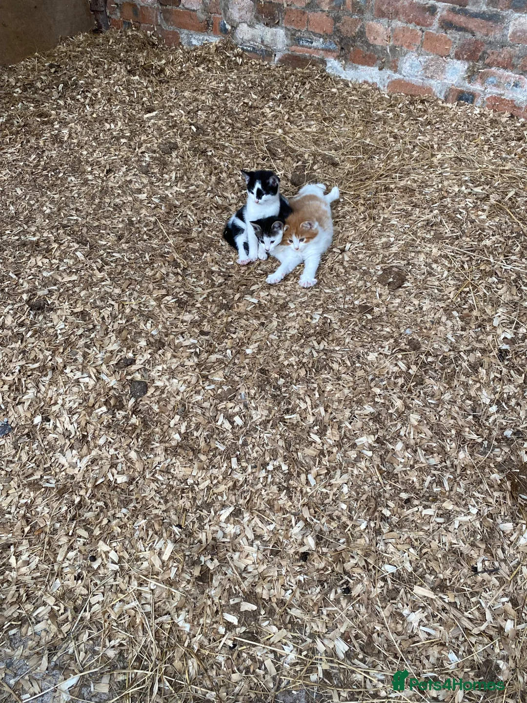 Mixed Breed cats for sale: Beautiful Kittens - Advert 1