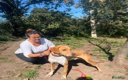 Pointer dogs for adoption: Einar, a gorgeous pointer mix - Image 2