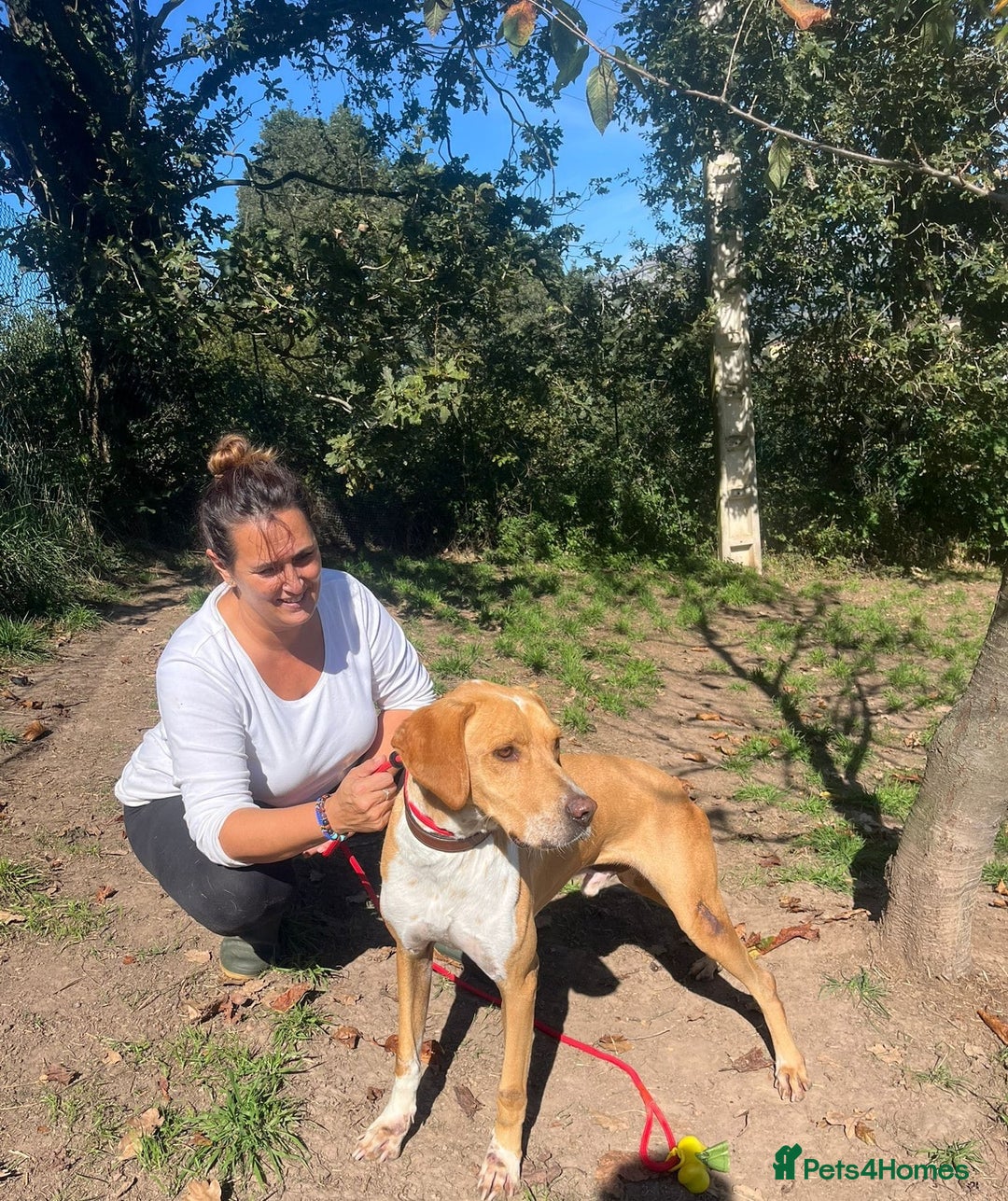 Pointer dogs for adoption: Einar, a gorgeous pointer mix - Image 2