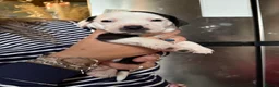 Mixed Breed dogs for sale: Litter of 9 Staffy and Labrador puppies  in Louth - Advert 19