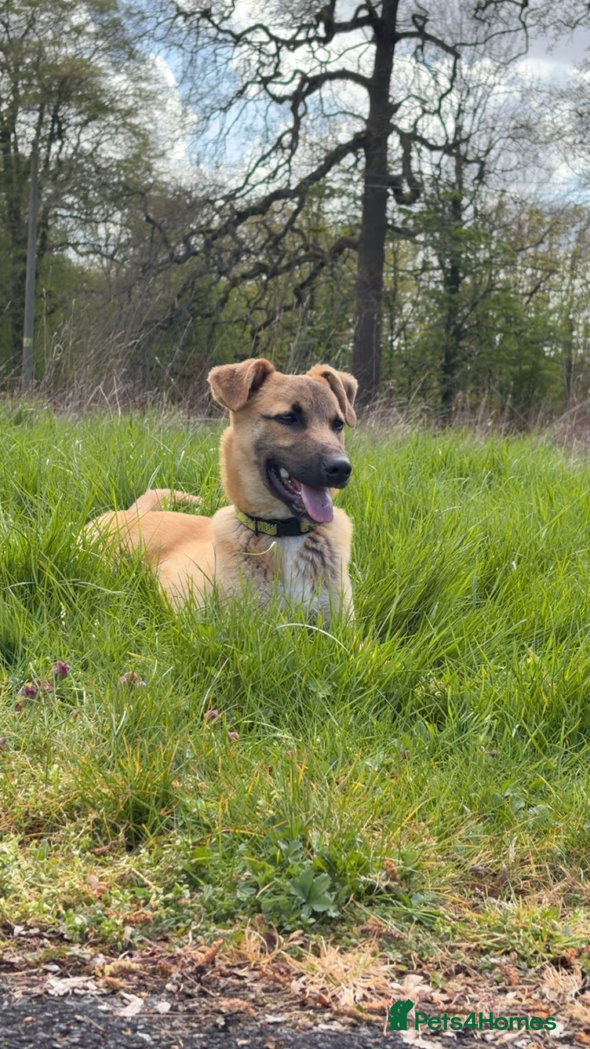 Mixed Breed dogs My name is scruffy  - Advert 1