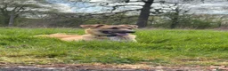 Mixed Breed dogs for sale: My name is scruffy  in Droitwich - Advert 1