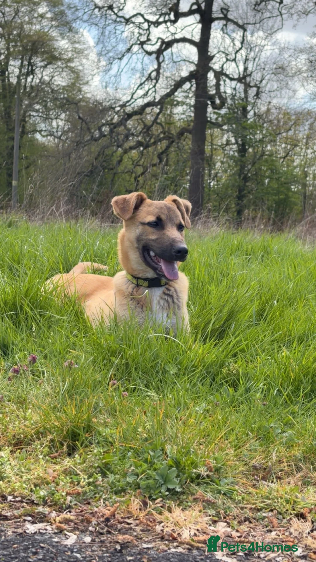 Mixed Breed dogs for sale: My name is scruffy  in Droitwich - Advert 1