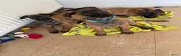 Belgian Shepherd Dog dogs for sale: Belgian Malinois pups ready to leave  - Advert 5