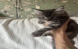 Maine Coon cats for sale: Beautiful blue smoke torbie Maine coon kittens  - Image 6