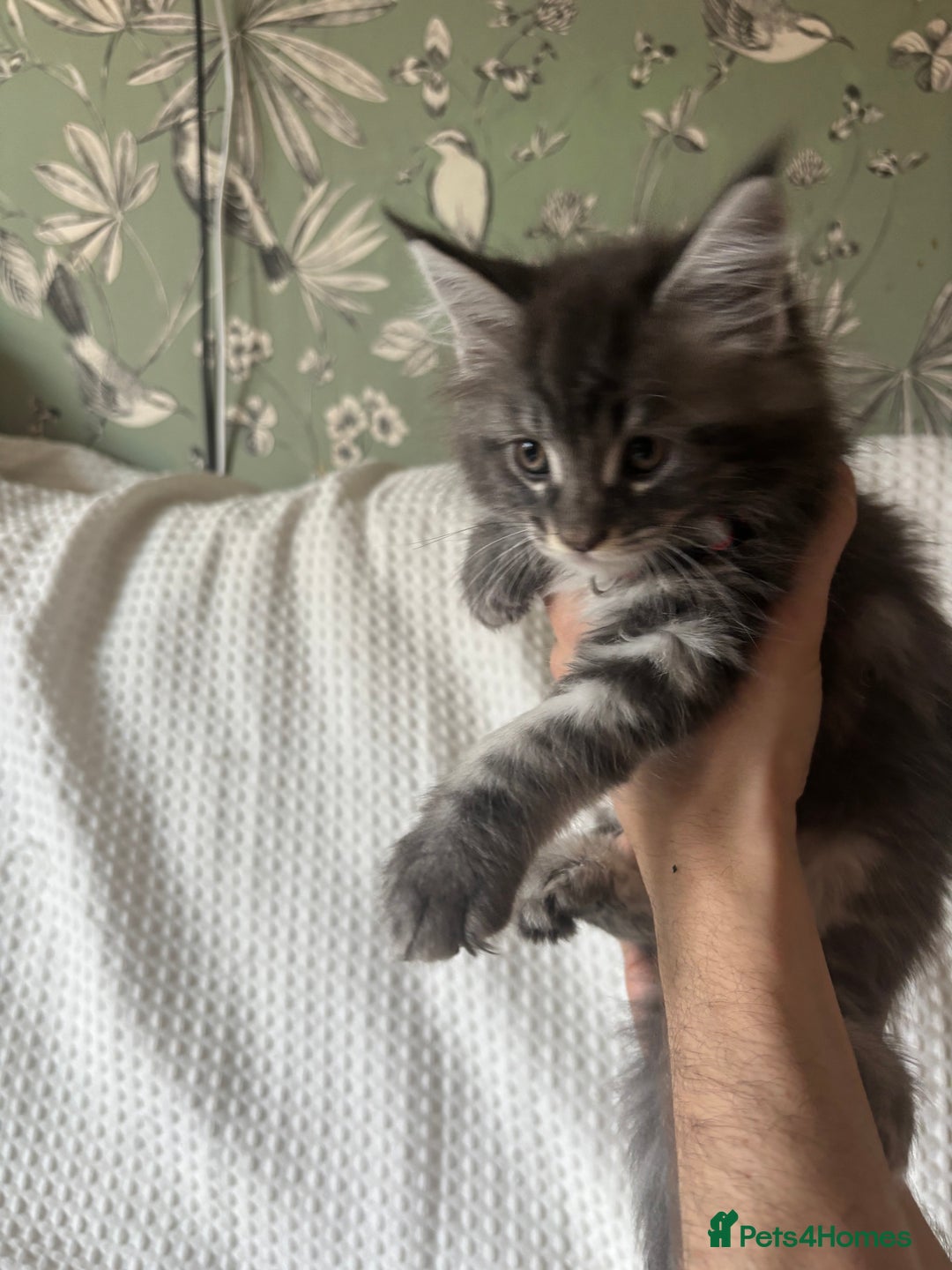 Maine Coon cats for sale: Beautiful blue smoke torbie Maine coon kittens  - Image 6