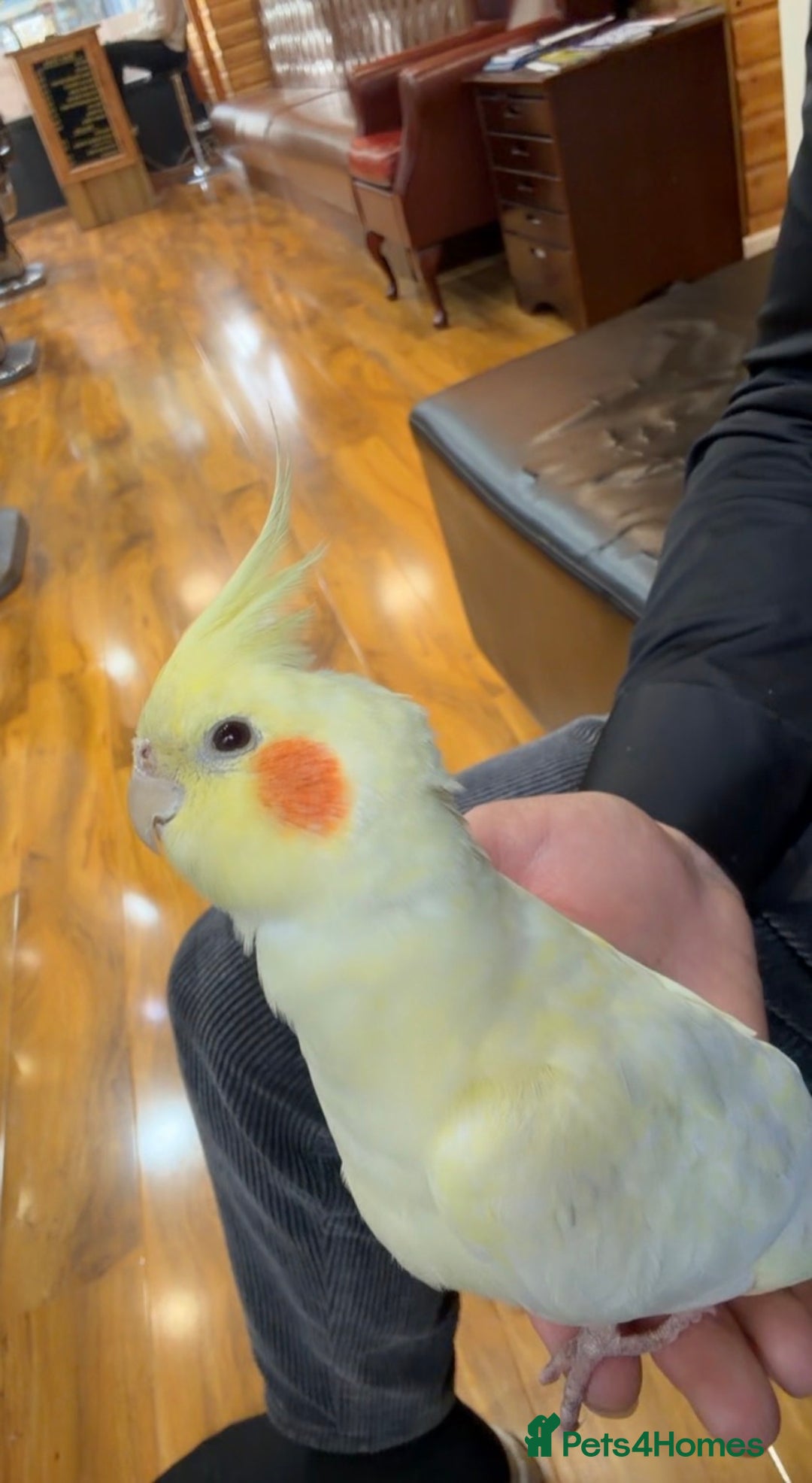 Cockatiels birds for sale: Young cockatiel he is only 7 months  - Advert 1