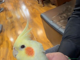 Cockatiels birds Young cockatiel he is only 7 months - Advert 1