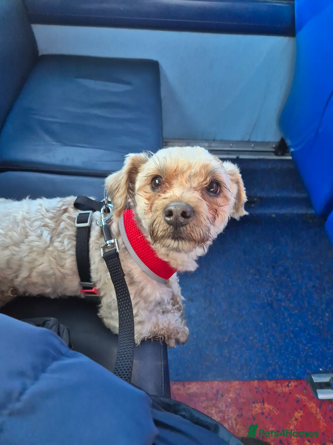 Chorkie dogs for sale: Little louie lovable cheeky affectionate boy - Advert 3