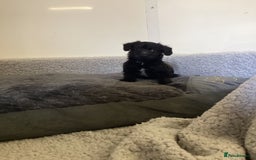 Mixed Breed dogs for sale: Whippet x bedlington - Image 2