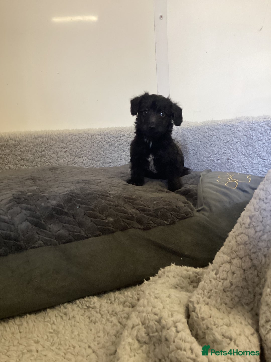 Mixed Breed dogs for sale: Whippet x bedlington - Image 2