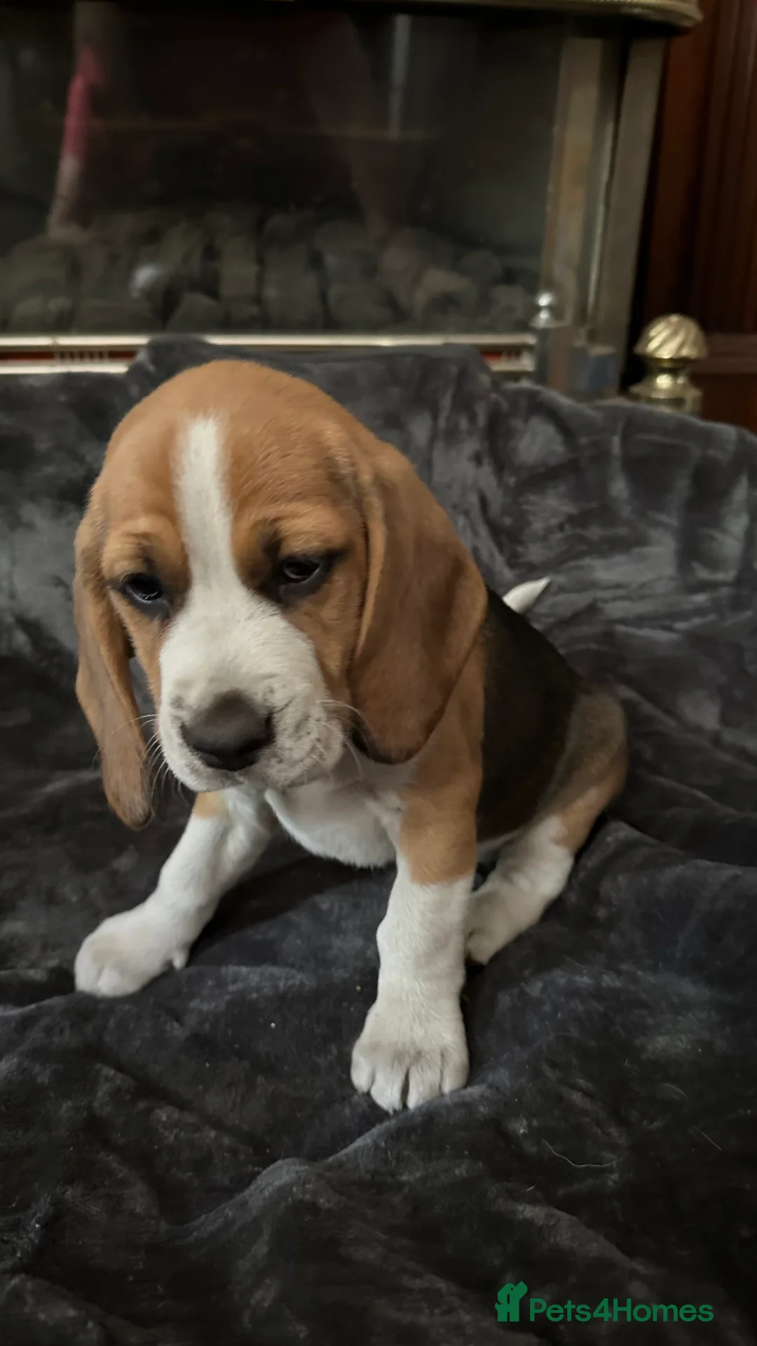 Beagle dogs for sale: Adorable Beagle puppies for sale  - Advert 2