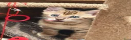 Bengal cats for sale: Gorgeous full pedigree reg bengal female kittens  - Advert 14