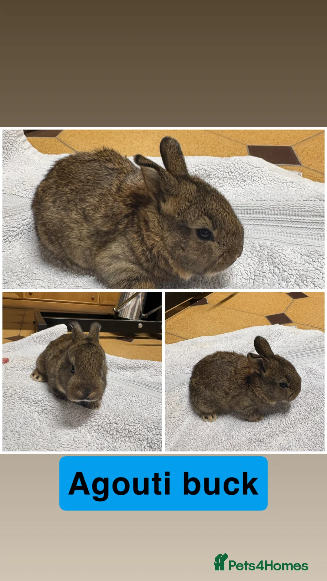 New Zealand rabbits for sale: New Zealand rabbits(ready 2nd April) - Advert 1