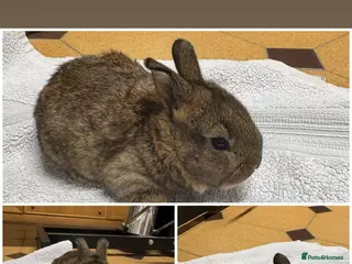 New Zealand rabbits New Zealand rabbits(ready 2nd April) - Advert 1