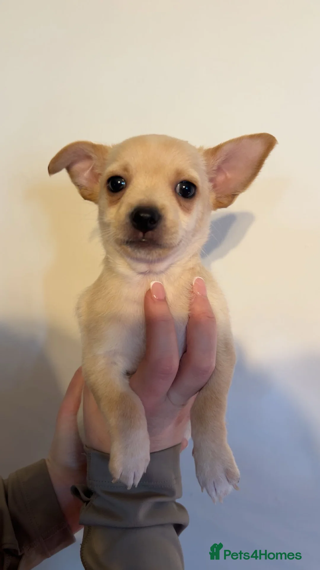 Mixed Breed dogs for sale: Jack Russel X Chihuahua Puppies  - Advert 4