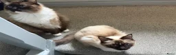 Ragdoll cats for sale: 1 year old ragdoll siblings  in Runcorn - Advert 3