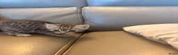 Mixed Breed cats for sale: 5 Beautifl kittens for sale  - Advert 16