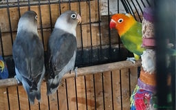 Lovebirds birds for sale: Lovebirds fischers x4 fischers lovebirds  - Image 1