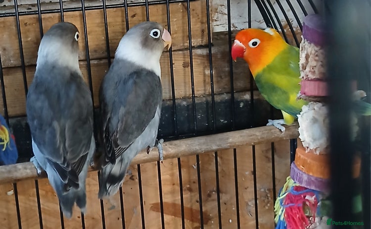 Lovebirds birds - Advert 1