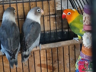 Lovebirds birds - Advert 22