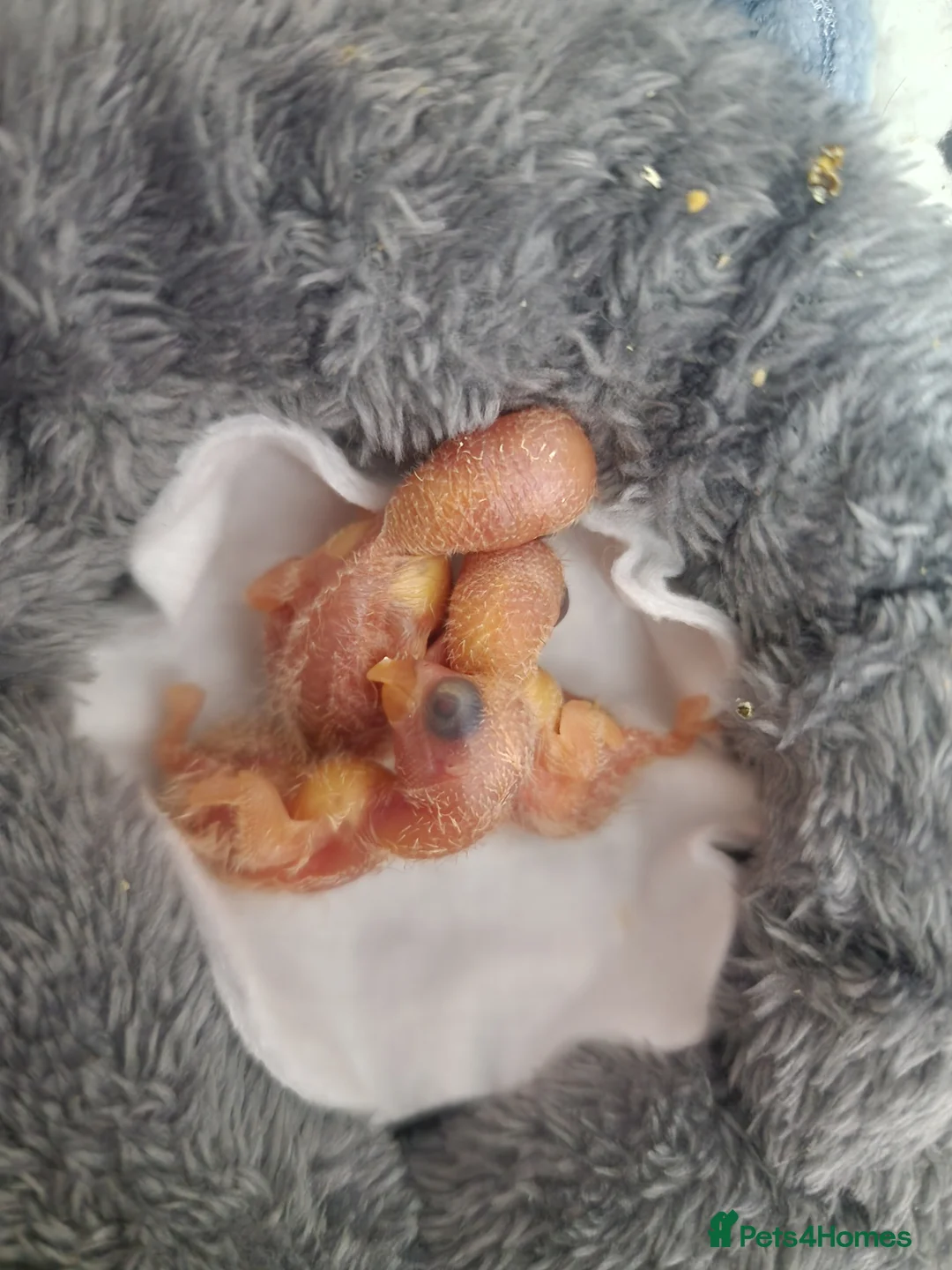 Lovebirds birds for sale: Handreared Baby Lovebirds - Advert 7