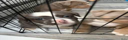 Olde English Bulldogge dogs for sale: Olde english bulldog puppies  - Advert 4