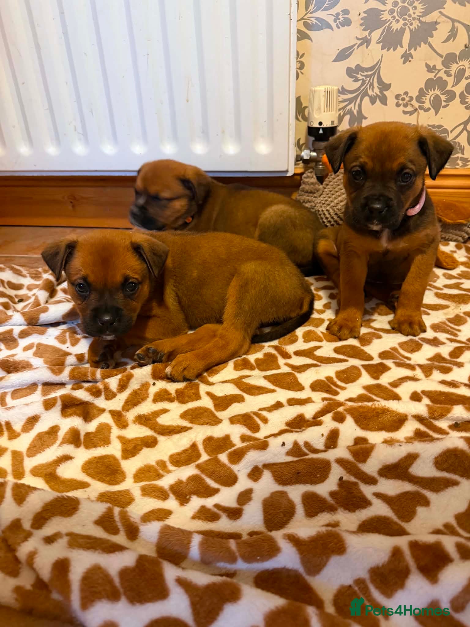 Boxweiler dogs for sale: Boxweiler pups in Omagh - Advert 11