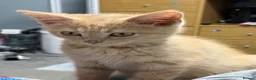 Maine Coon cats for sale: Gorgeous XL Russian Maine Coon X GCCF BSH kittens - Advert 11