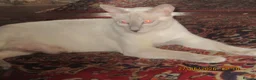 Siamese cats for sale: siamese kittens - Advert 6