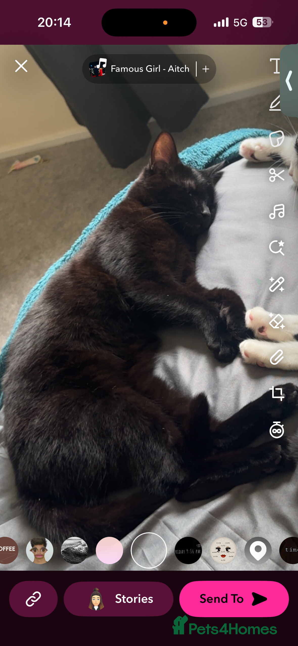 British Shorthair cats British Shorthair Black Female - Only Pet Home - Advert 8