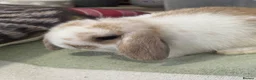 Mini Lop rabbits for sale: Gorgeous, friendly baby mini lops *vaccinated* - Advert 8