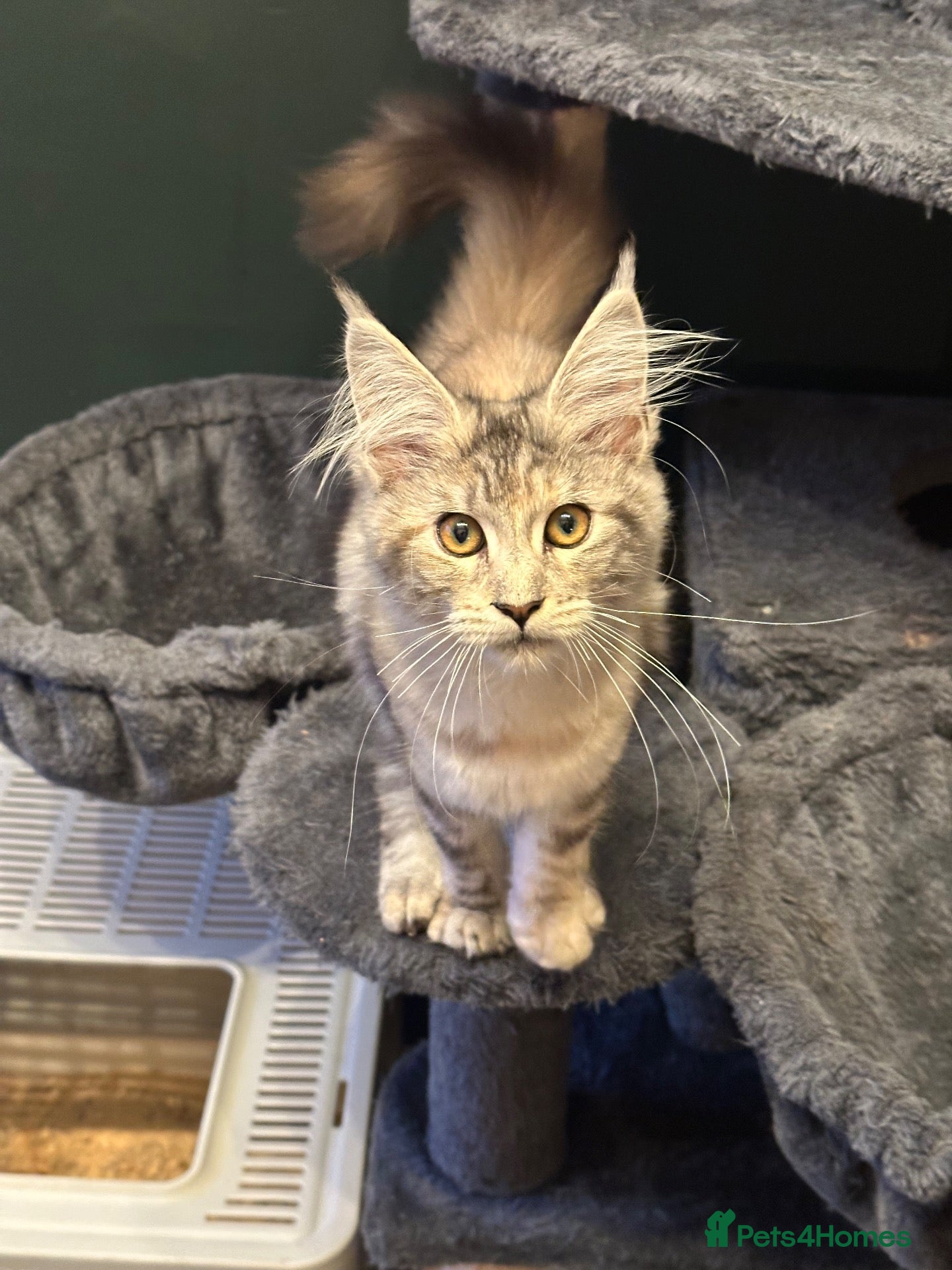 Maine Coon cats Beautiful Tica Active big girl  - Advert 1