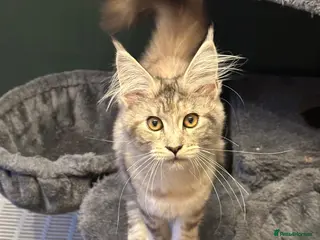 Maine Coon cats Beautiful Tica Active big girl - Advert 1