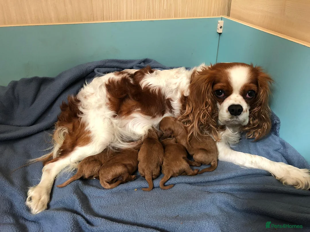 Poodle dogs for stud: Red K.C Reg Miniature Poodle 4 Stud HEALTH TESTED in Chesterfield - Advert 19