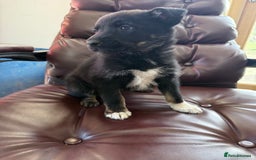 Mixed Breed dogs for sale: beautiful German shepherd x border collie puppies  - Image 7