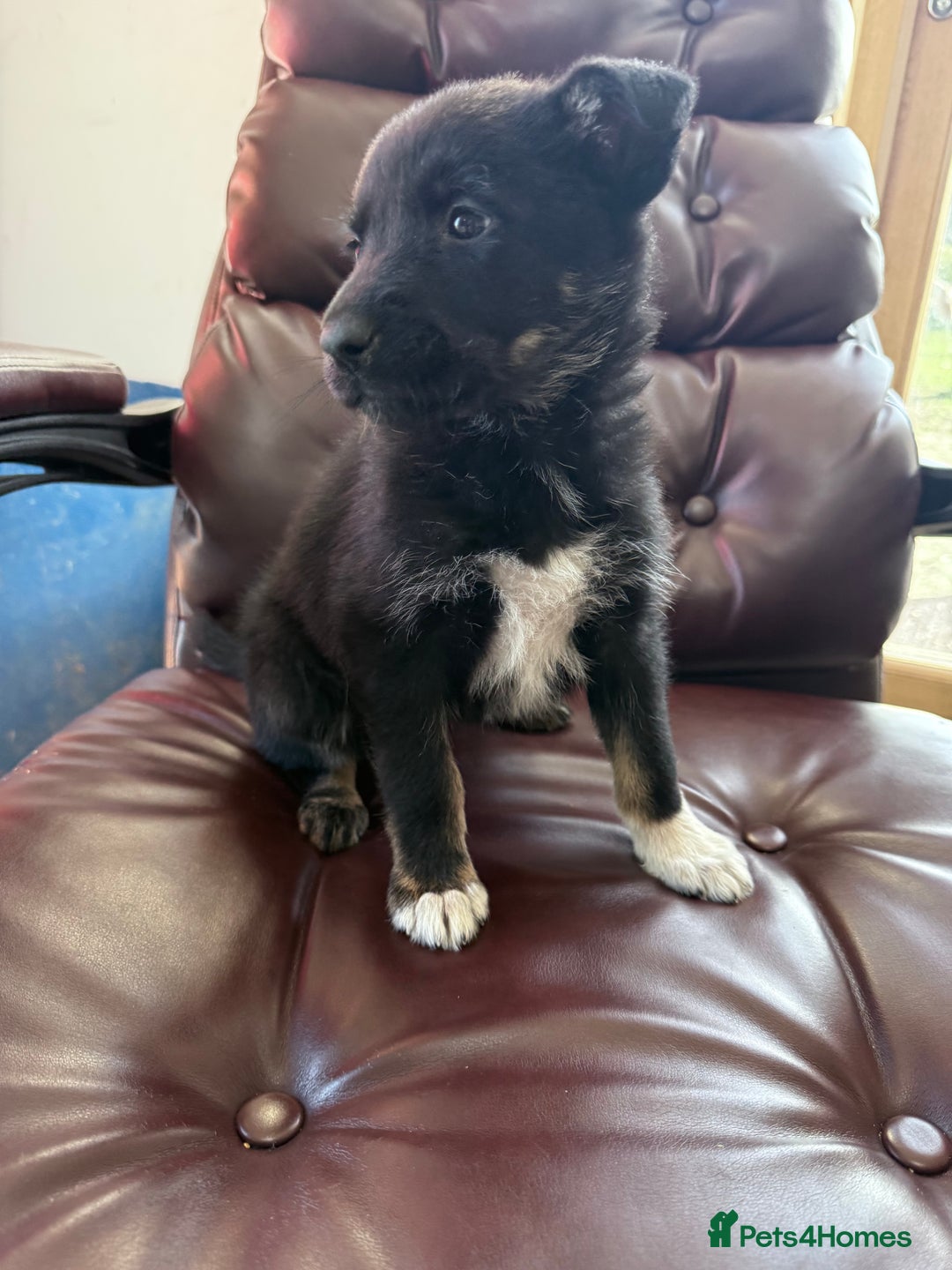 Mixed Breed dogs for sale: beautiful German shepherd x border collie puppies  - Image 7